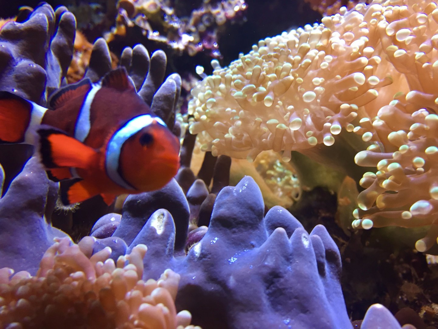Clownfish among coral