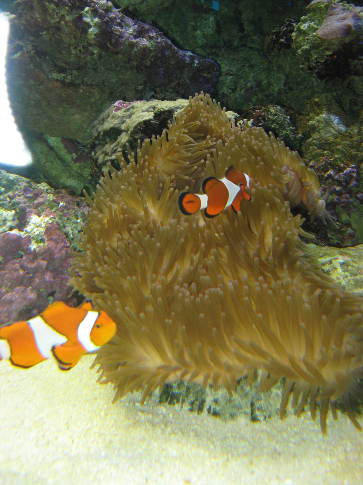 clownfish (Amphiprion ocellaris)