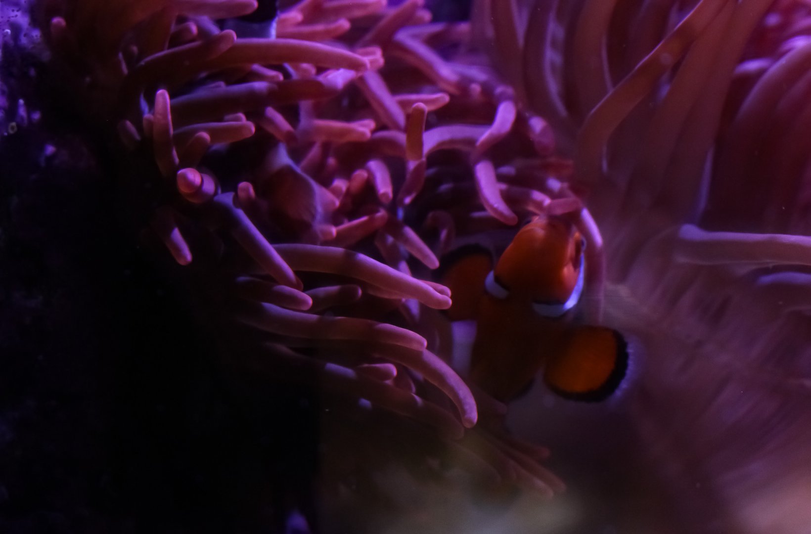 Clownfish (Amphiprion percula) - Ritteri Anemone (Heteractis magnifica)