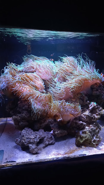 Clownfish and anemone - São Paulo aquarium
