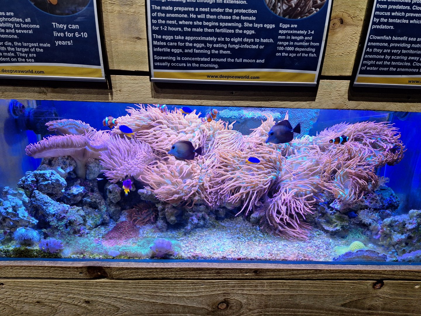 Clownfish and Anemone tank