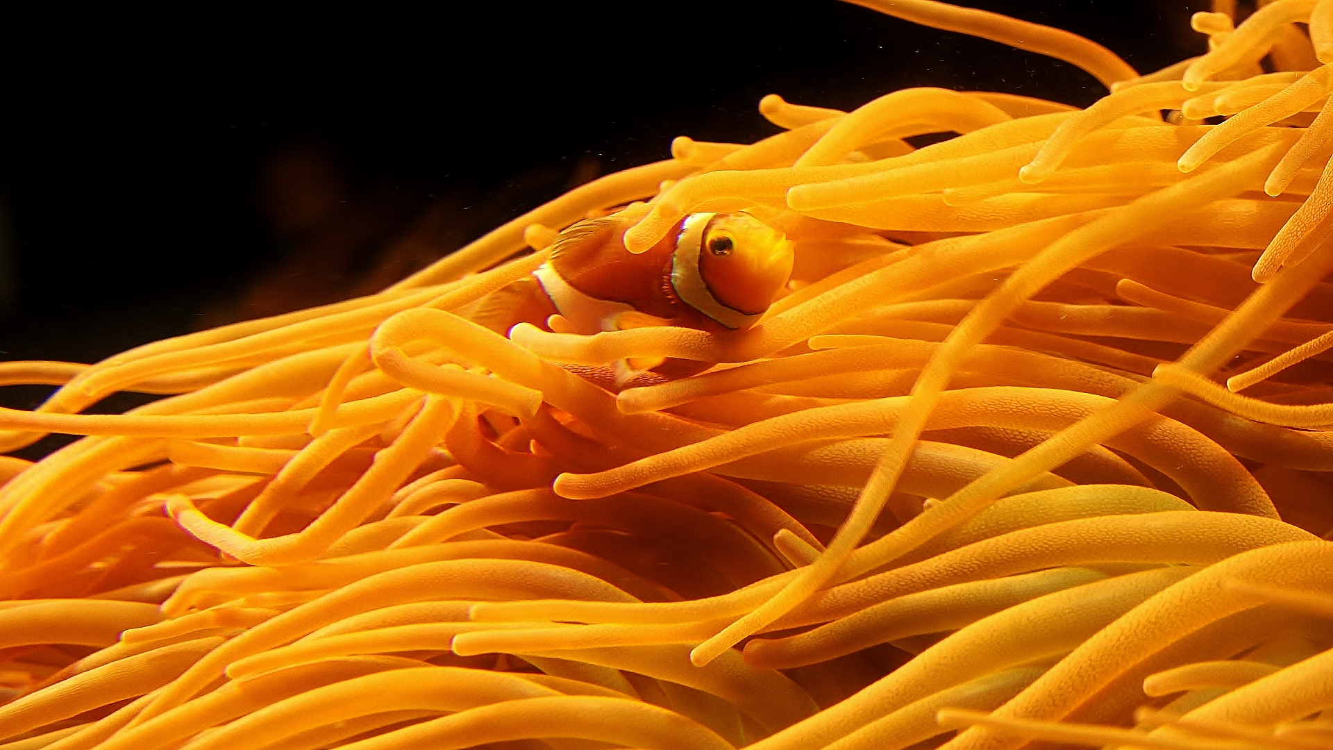 Clownfish and Anemone