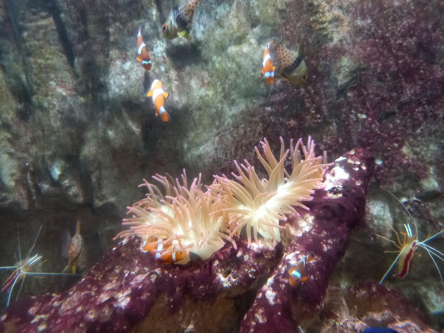 Clownfish and Anemone