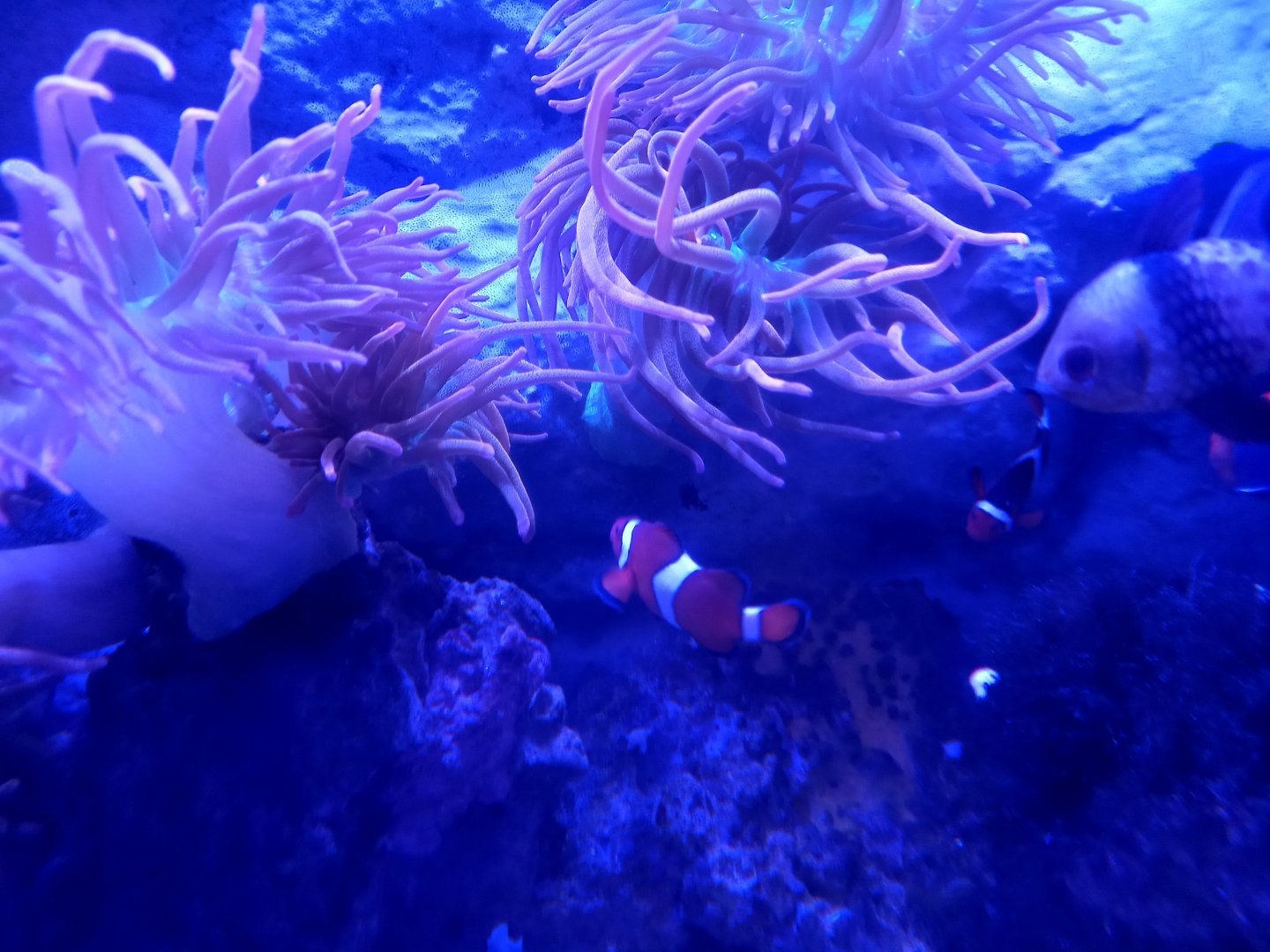 Clownfish and Anemone
