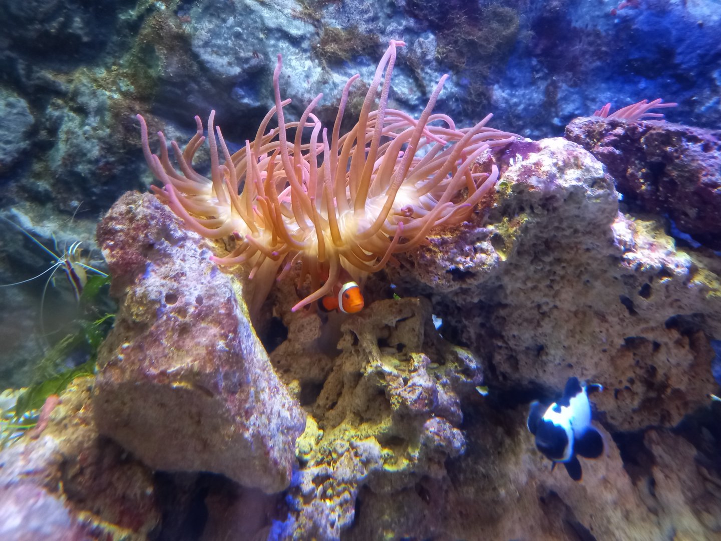 Clownfish and Anemone