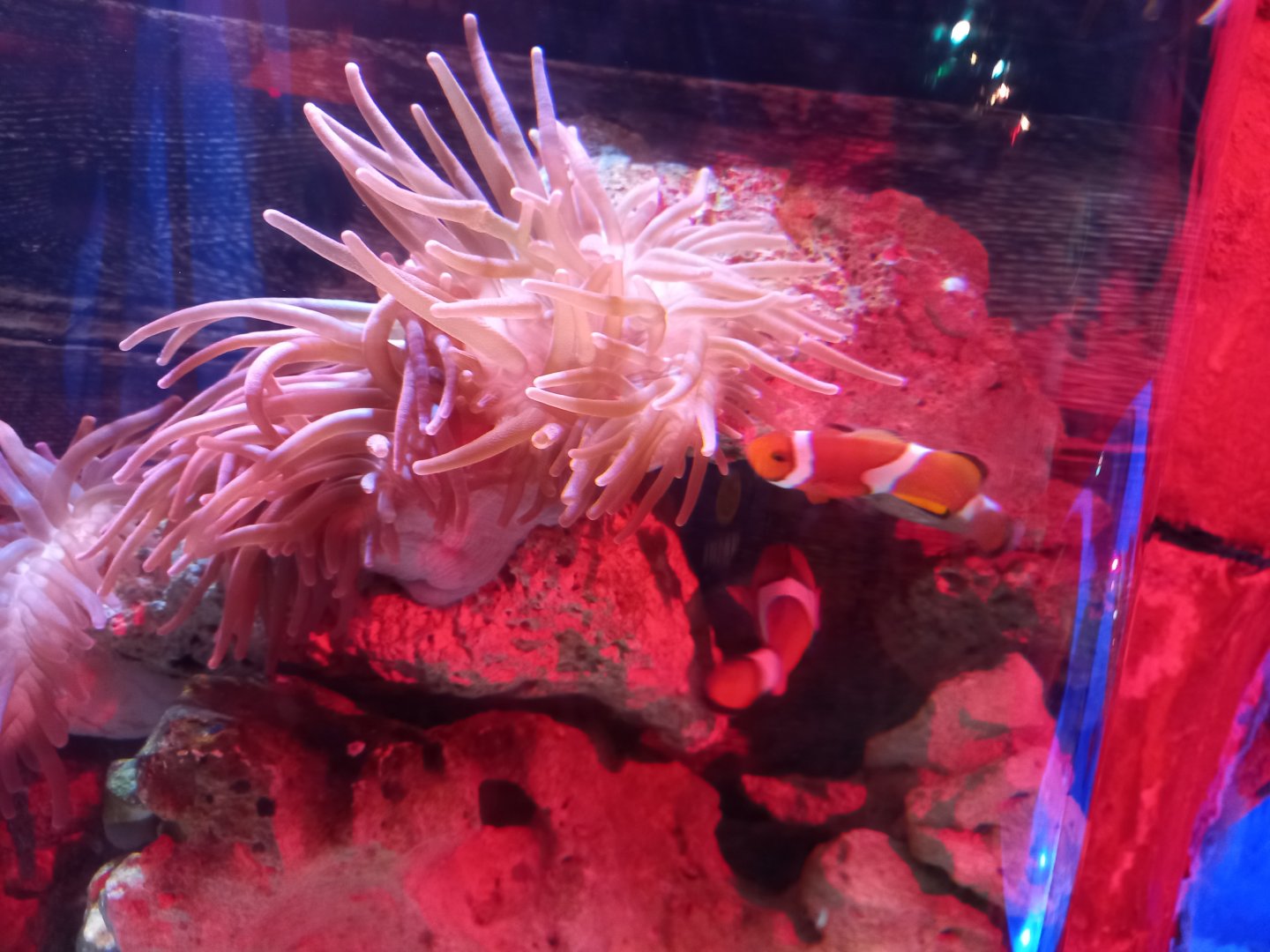 Clownfish and Anemone