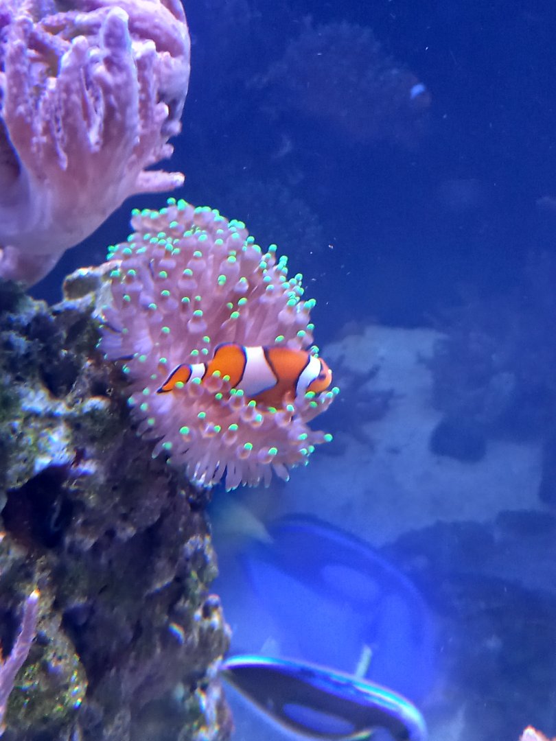 Clownfish and Anemone