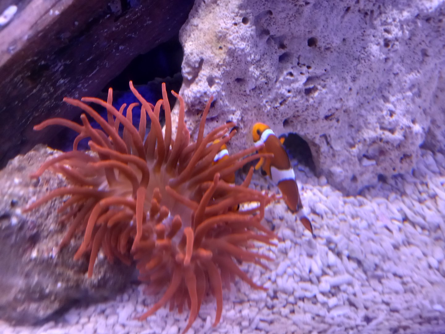 Clownfish and Anemone