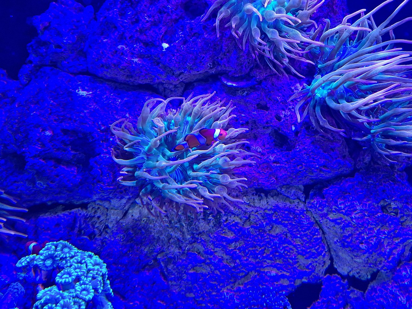 Clownfish and Anemone