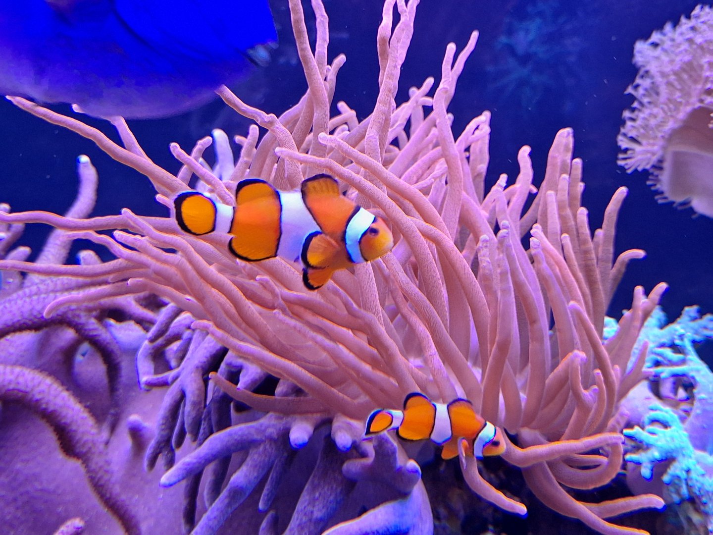 Clownfish and Anemone