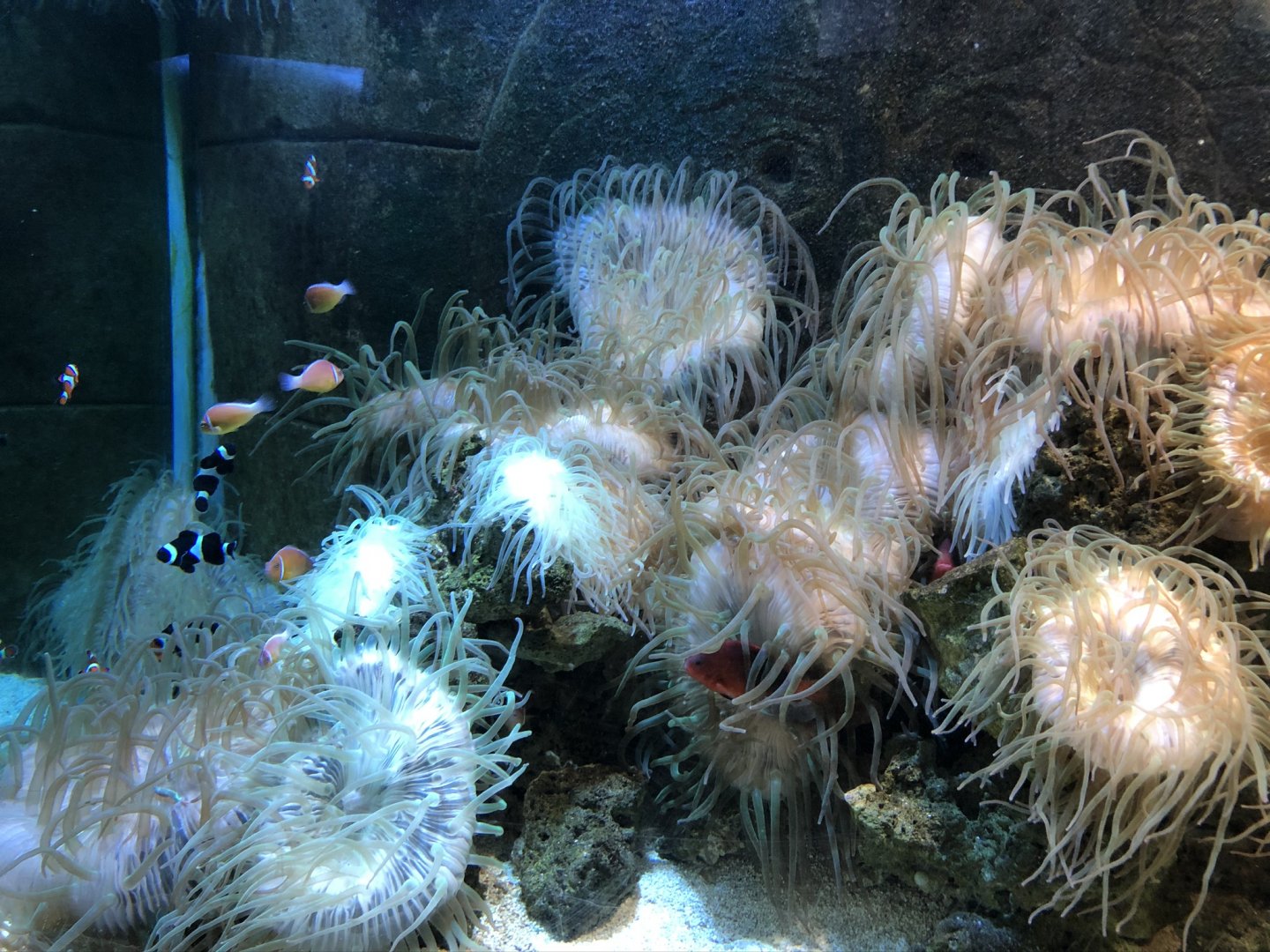 Clownfish and Anemones at Tynemouth Aquarium (2019)