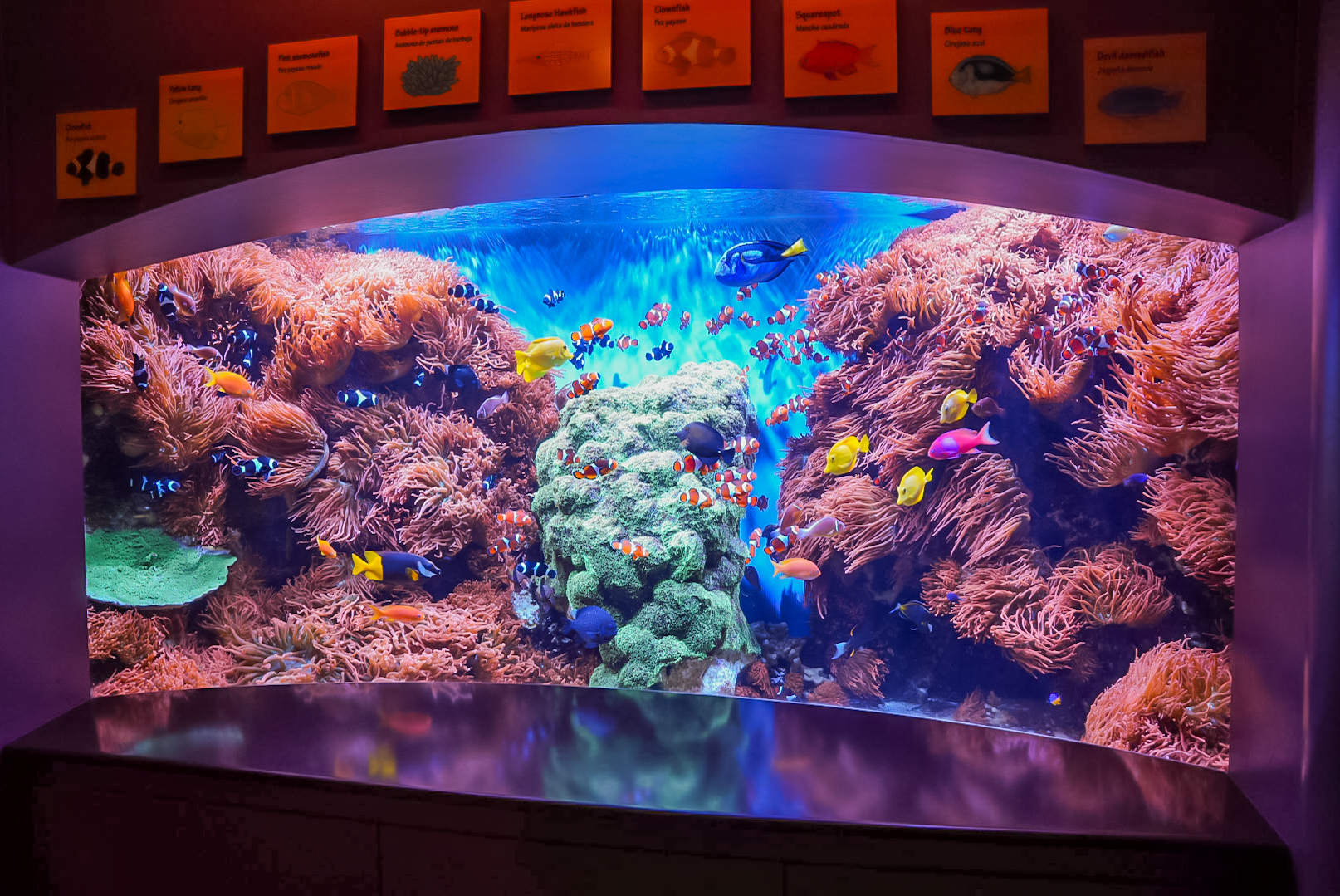 Clownfish and Anemones exhibit (final look)