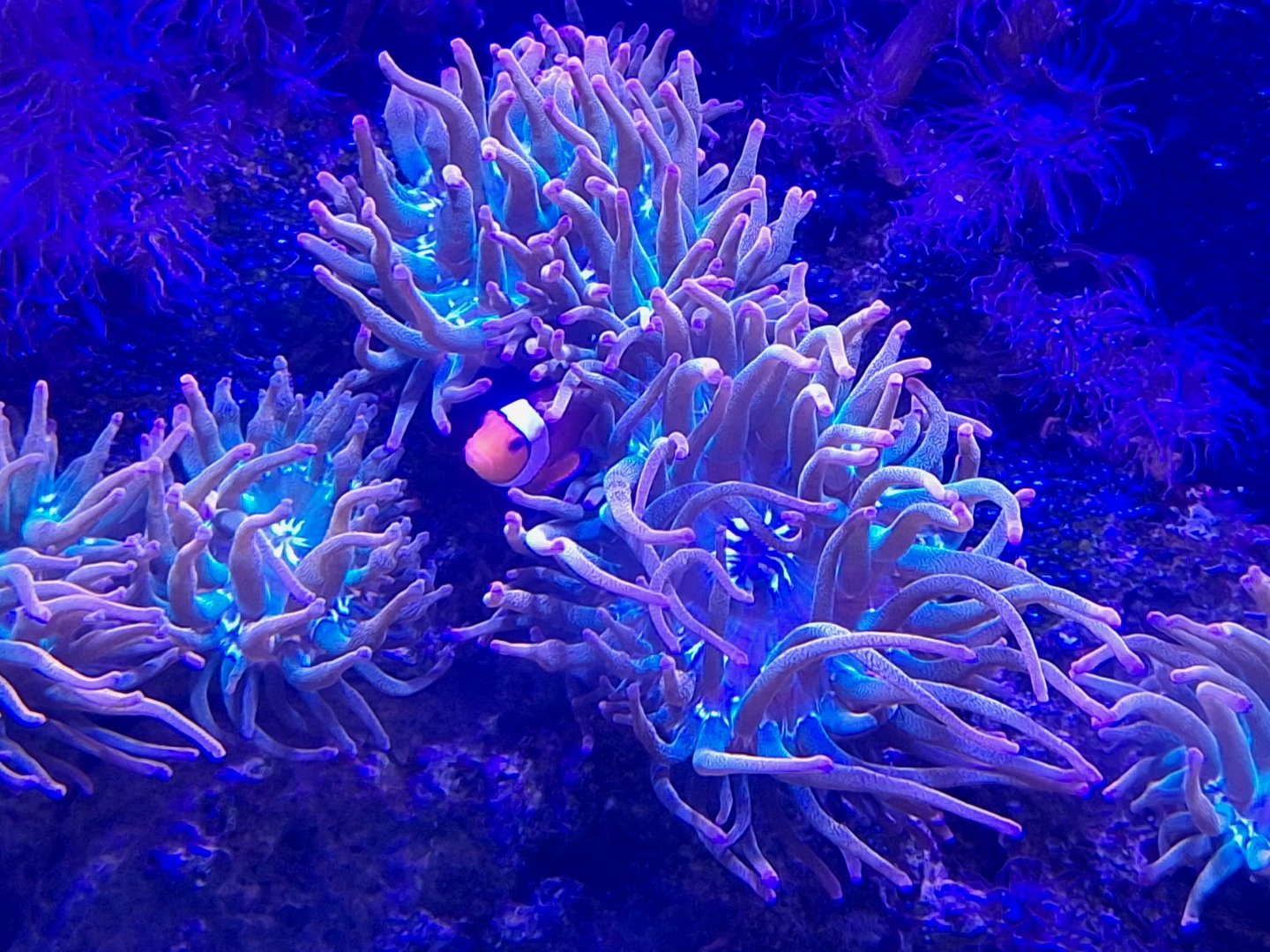 Clownfish and Anemones