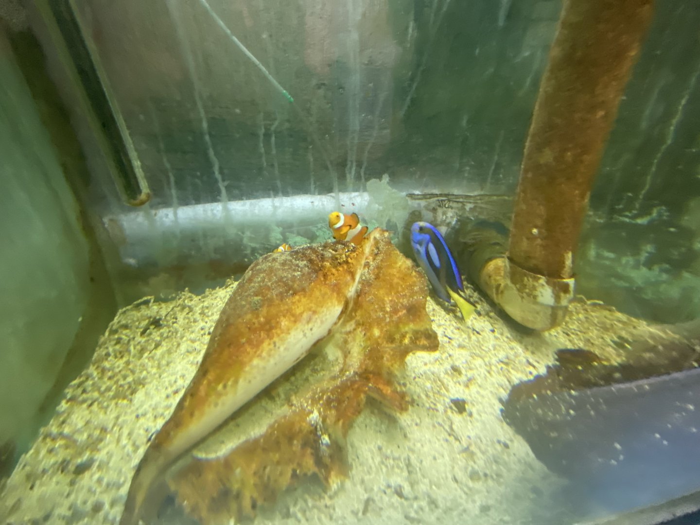 Clownfish and blue tang