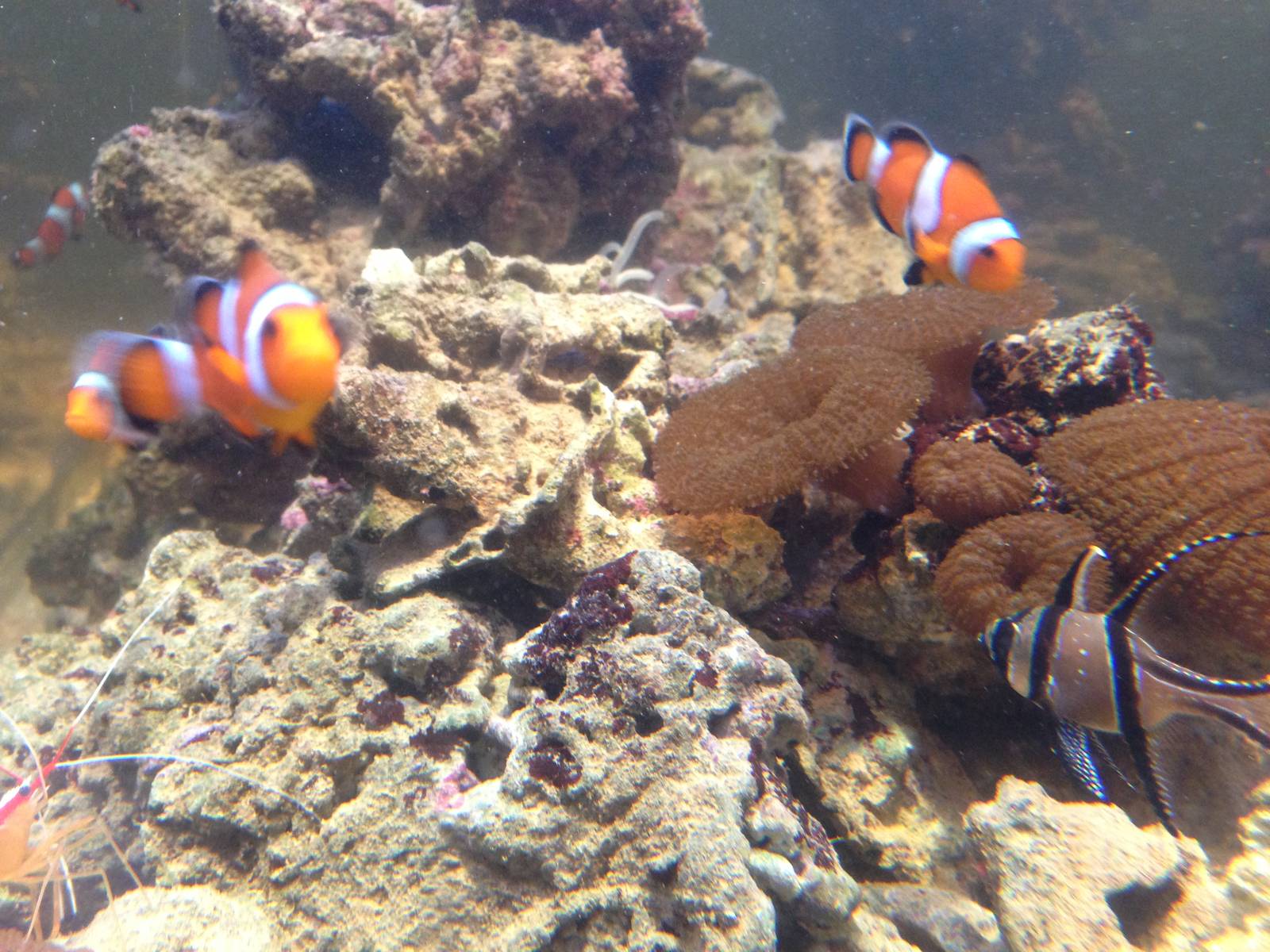 Clownfish and Cardinalfish at Blue Planet Aquarium - 05/10/2013