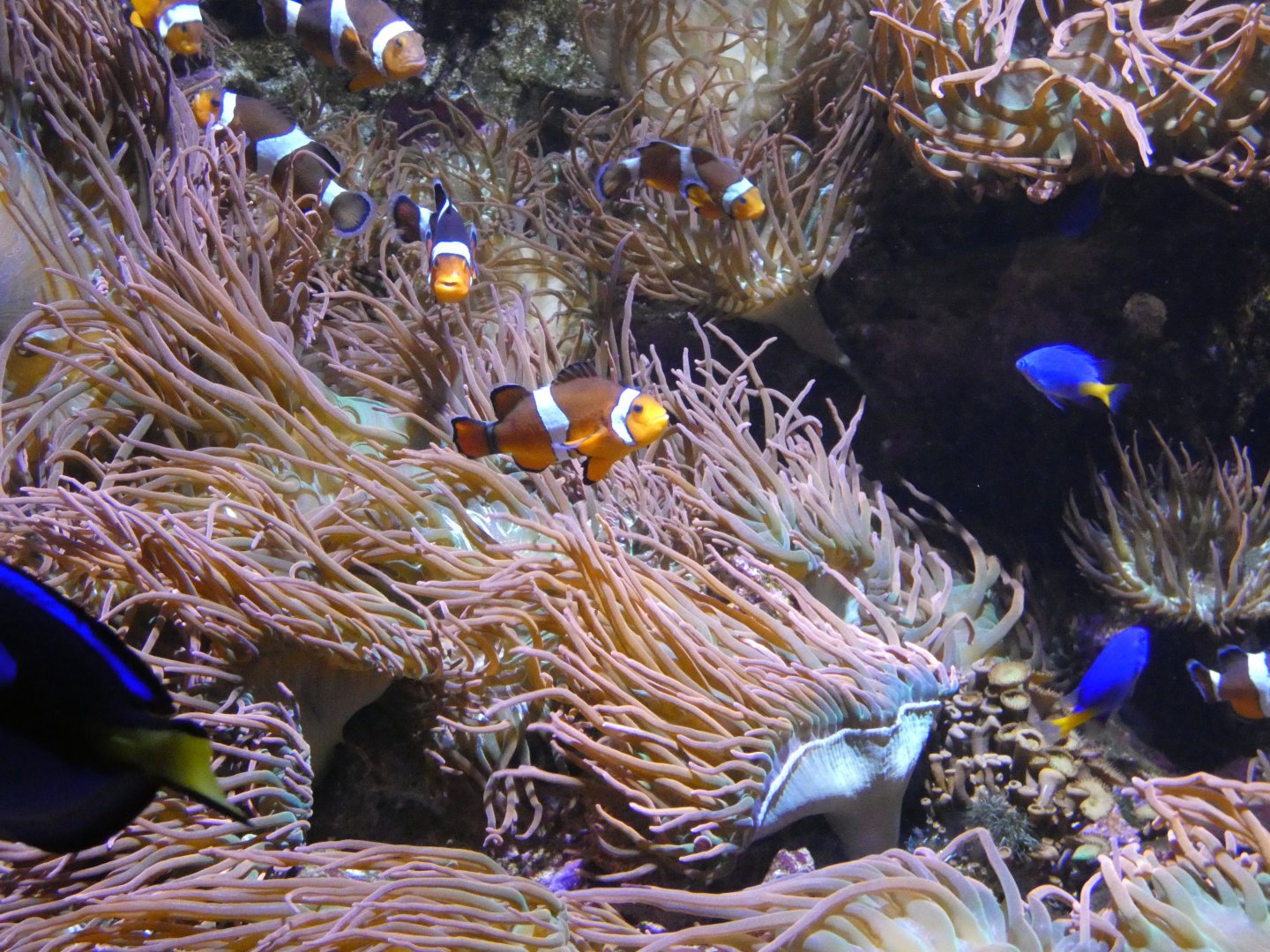Clownfish and friends