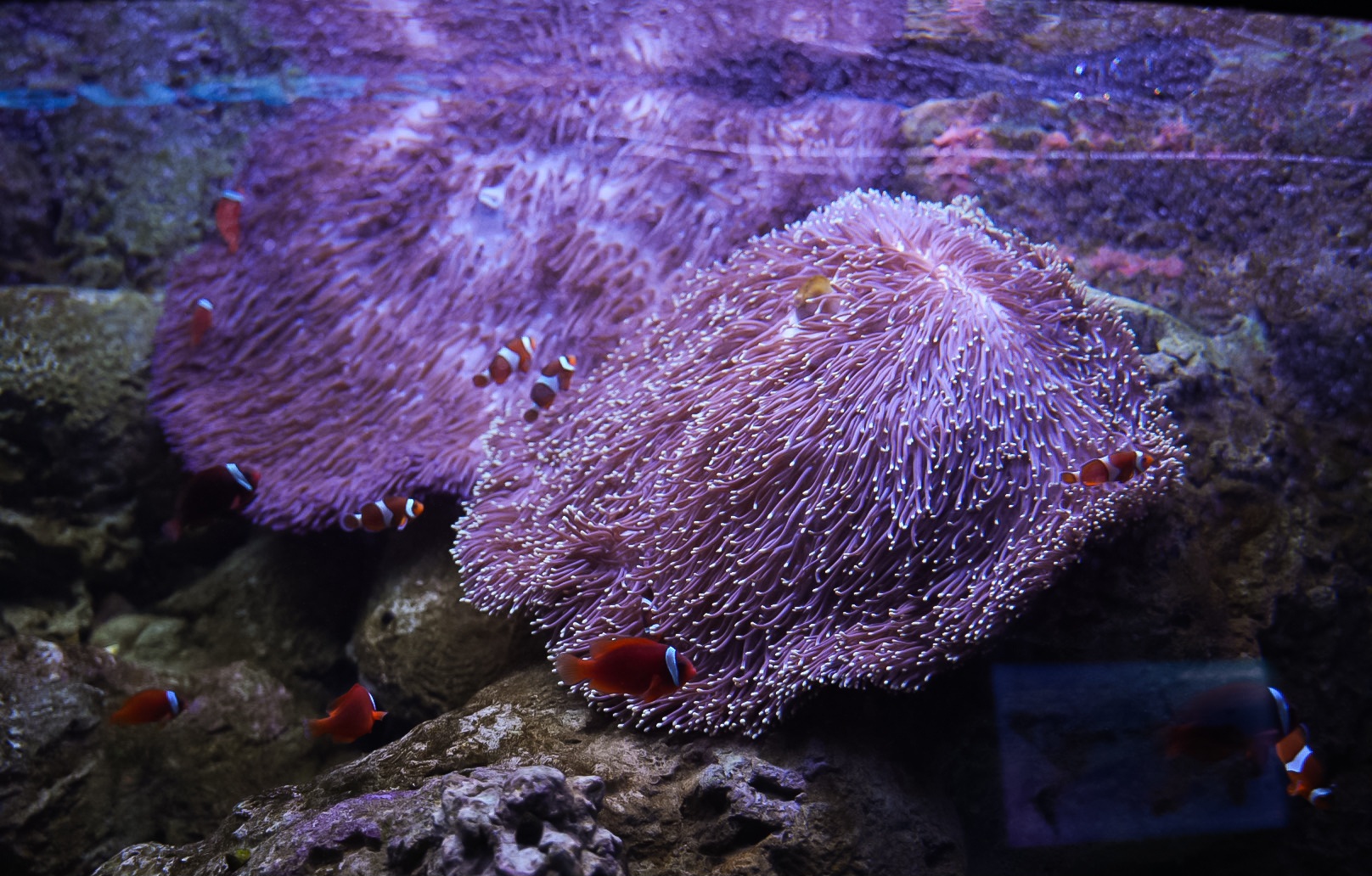 Clownfish and Magnifica Anemones
