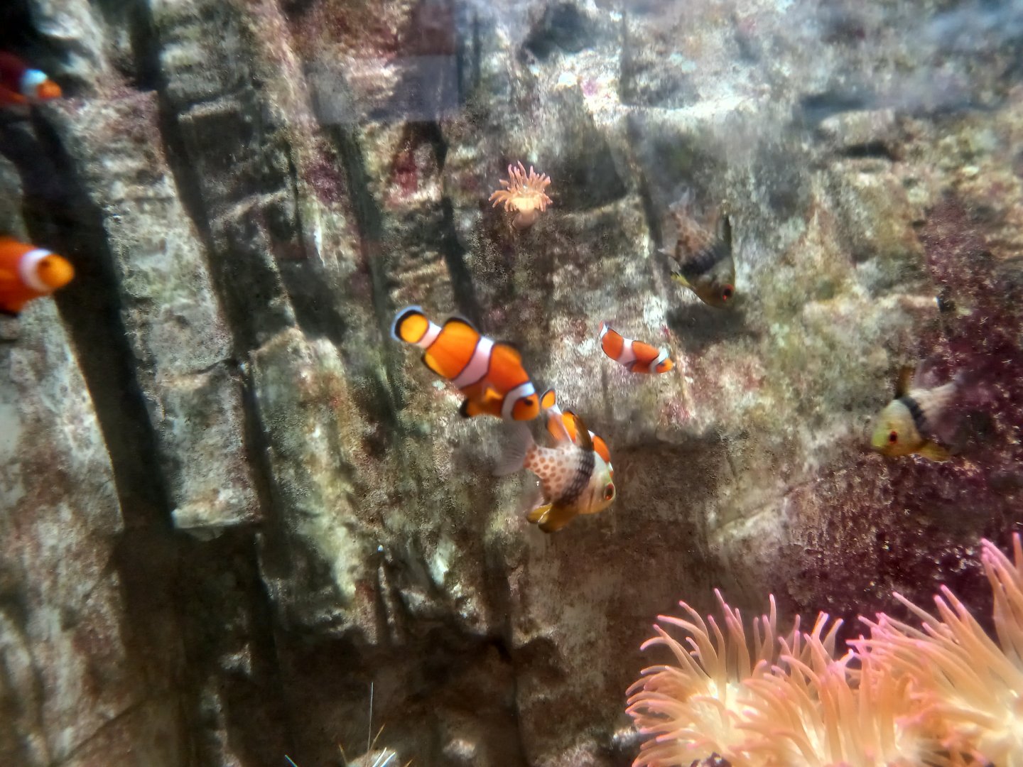 Clownfish and Pajama Cardinalfish