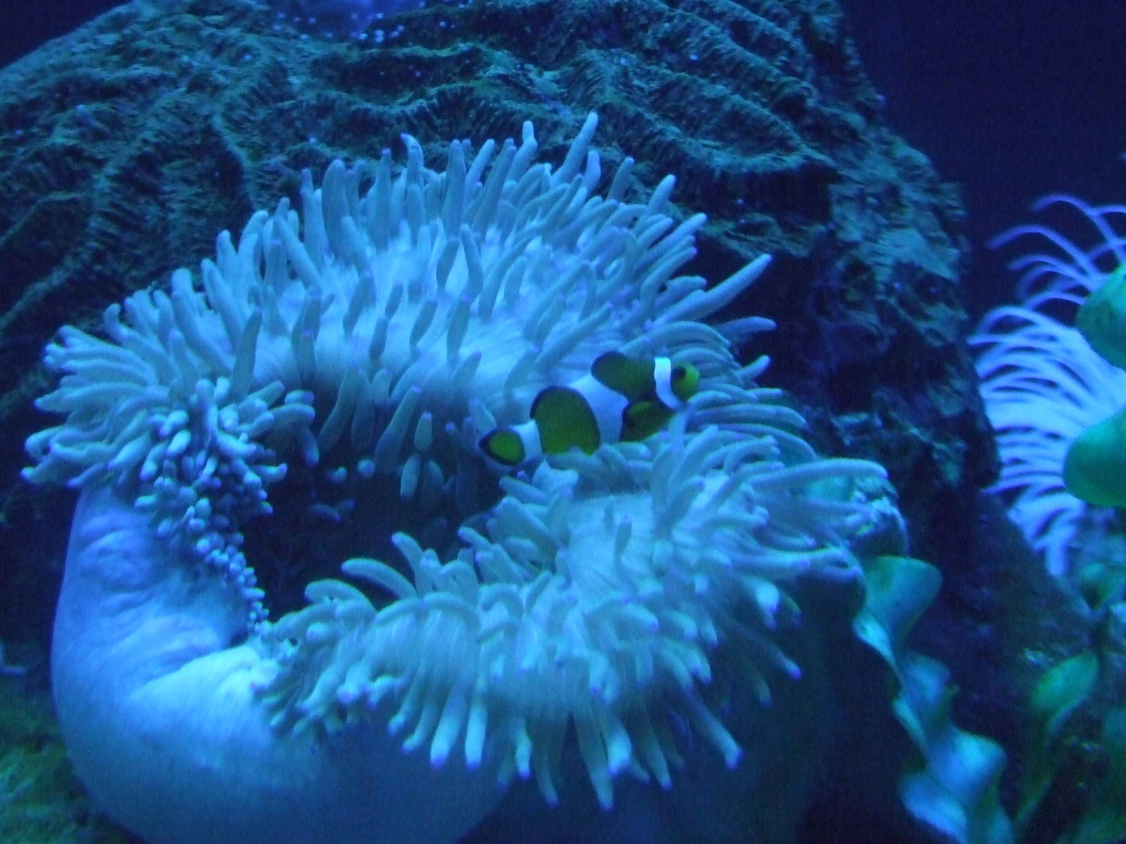 Clownfish and sea anemone