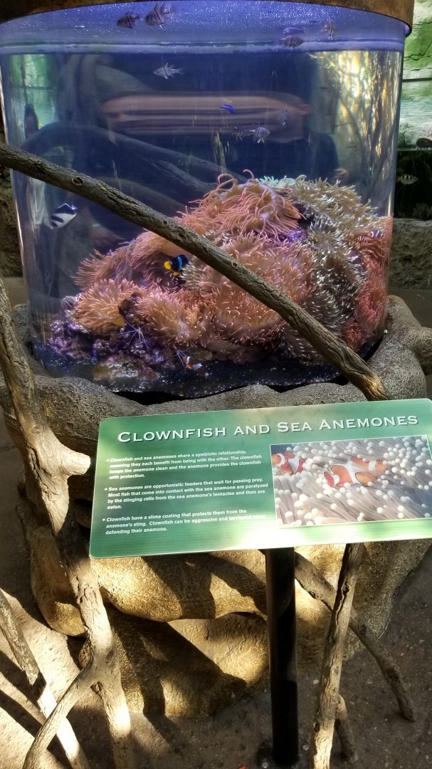 Clownfish and sea anemones