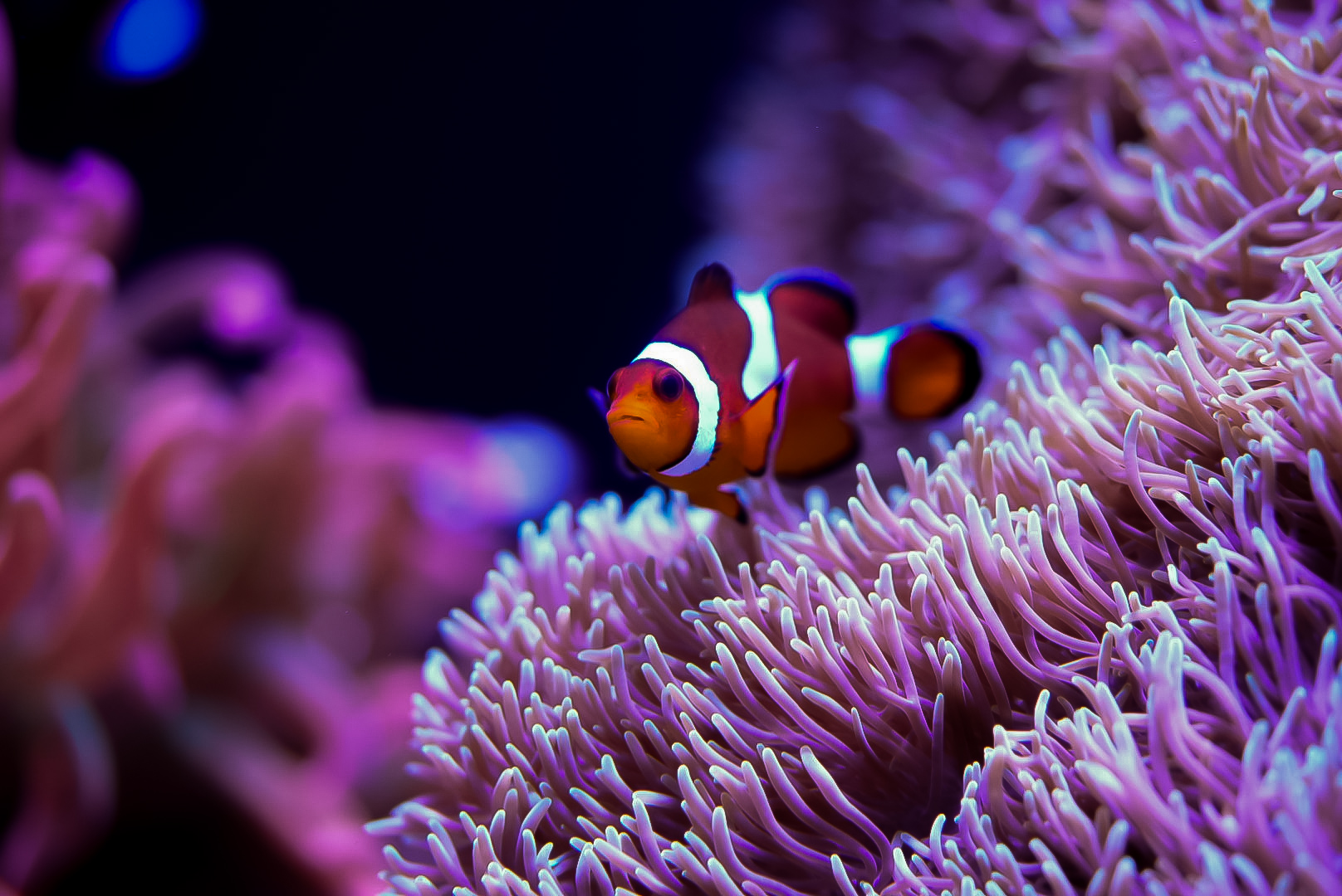 Clownfish & Anemones