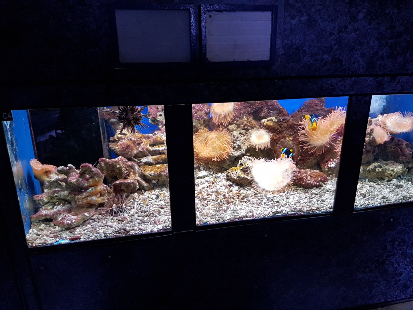 Clownfish-aquarium in the Lab.