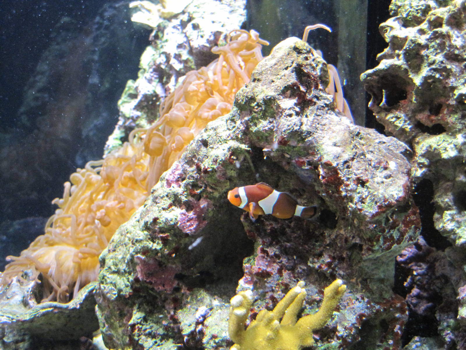 Clownfish at Mote Aquarium