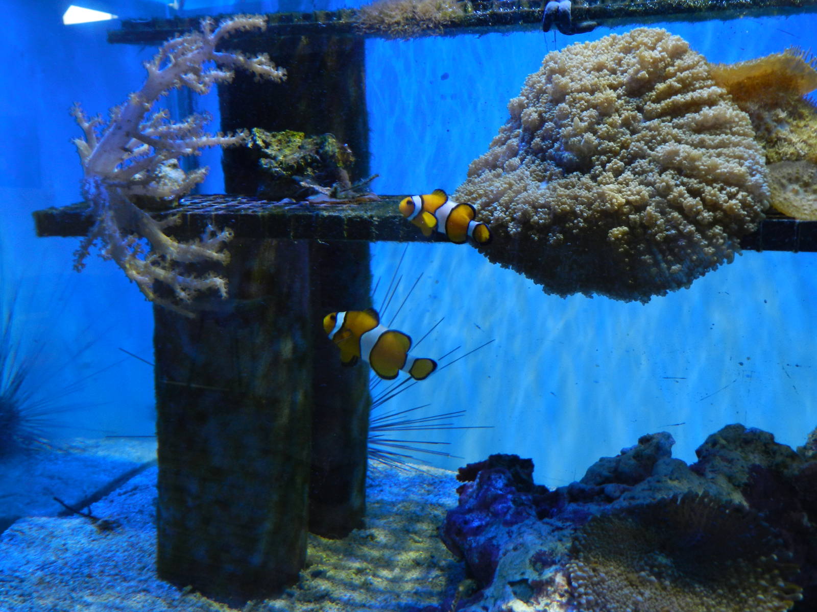 Clownfish at SEA LIFE Scarborough - 26/08/2012
