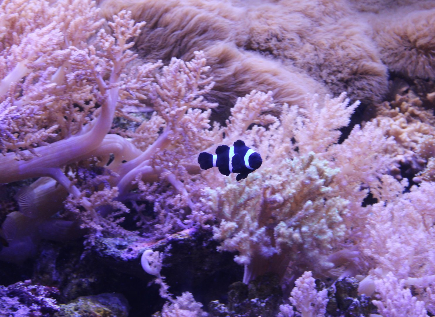Clownfish - breeding-form