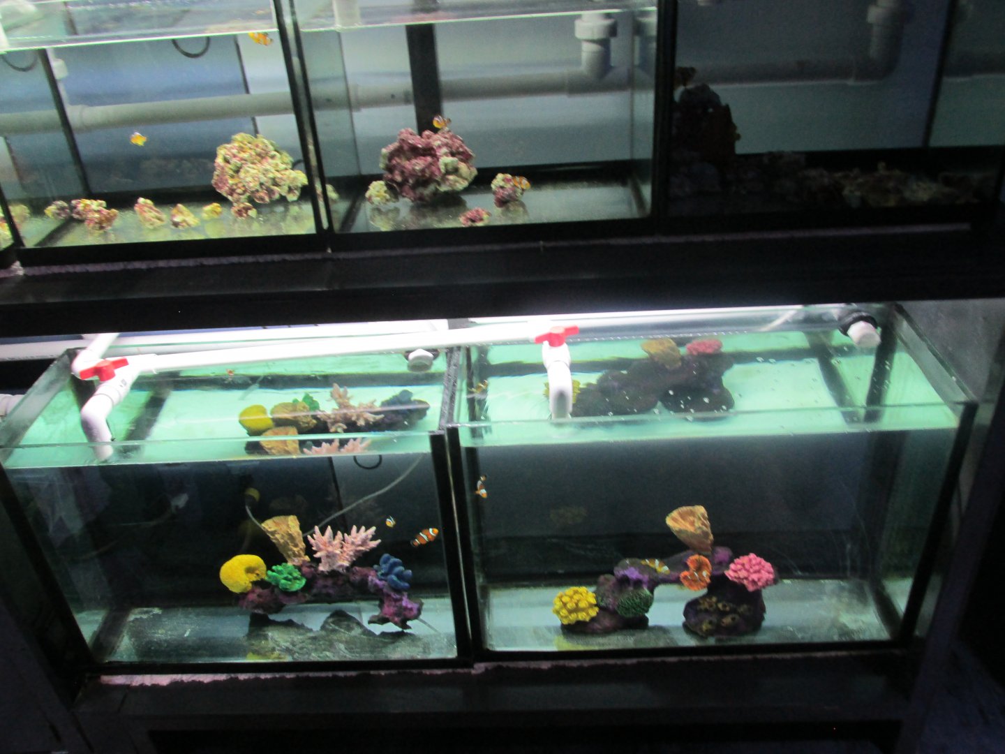 clownfish breeding tanks