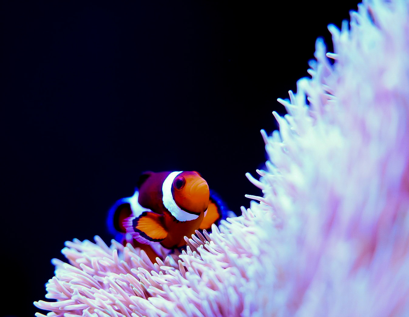 Clownfish & Carpet Anemone