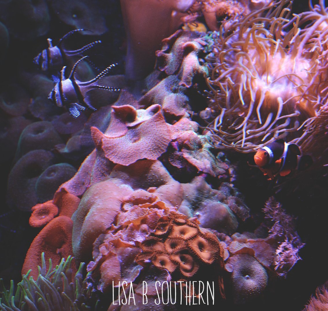 clownfish, coral and cardinal