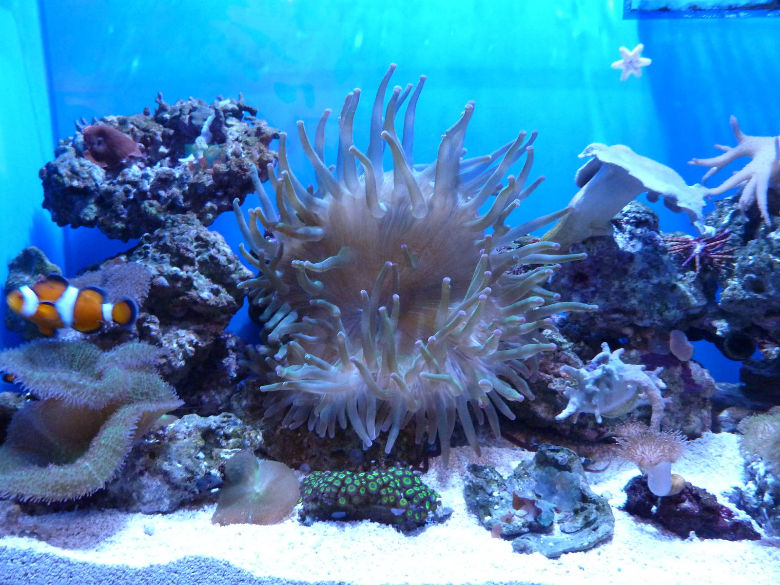 Clownfish - Finding Nemo