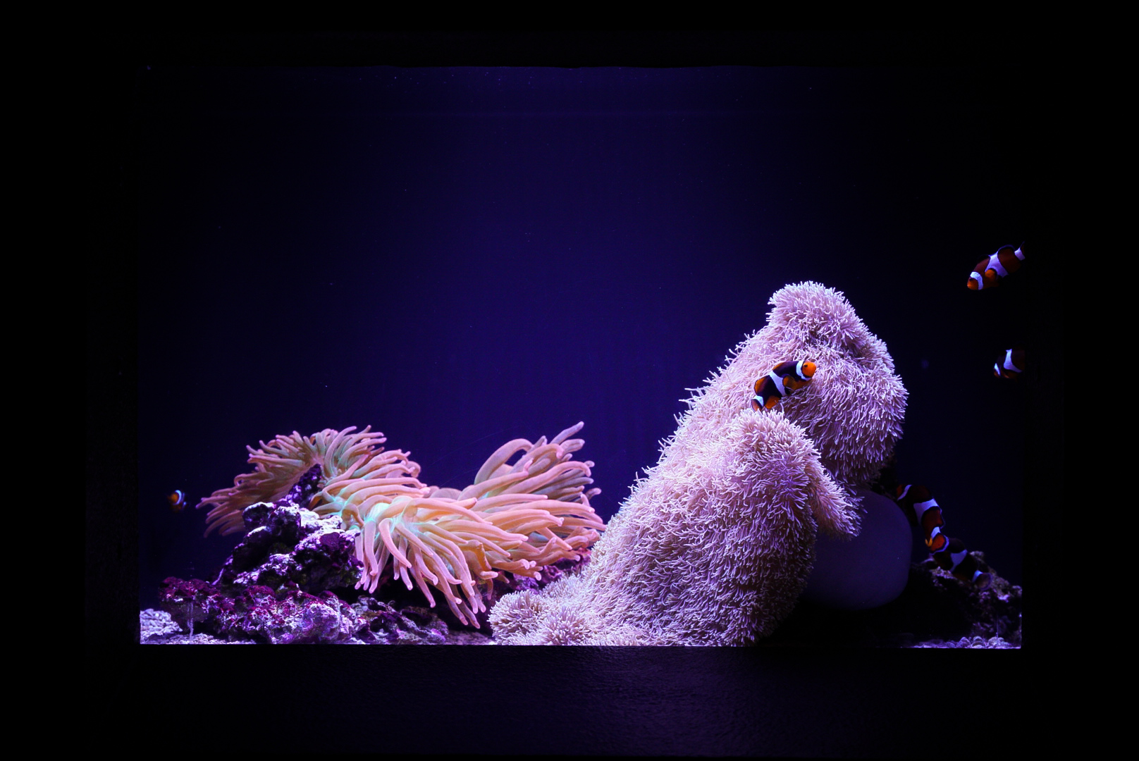 Clownfish Harem and Anemone Tank