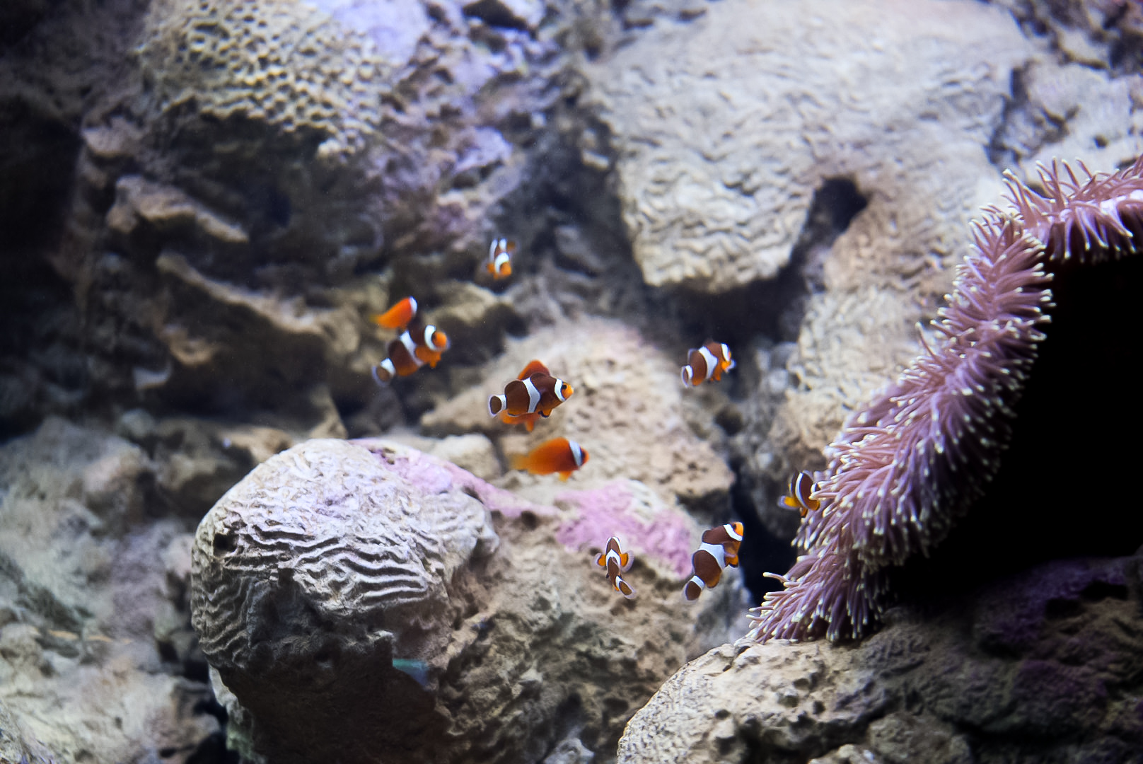 Clownfish Harem