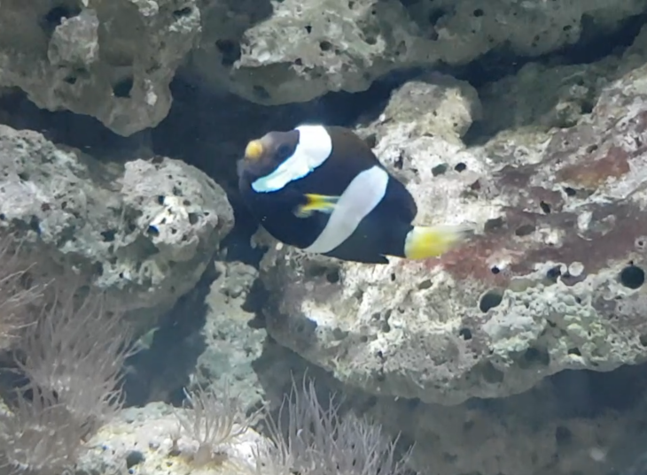 Clownfish ID