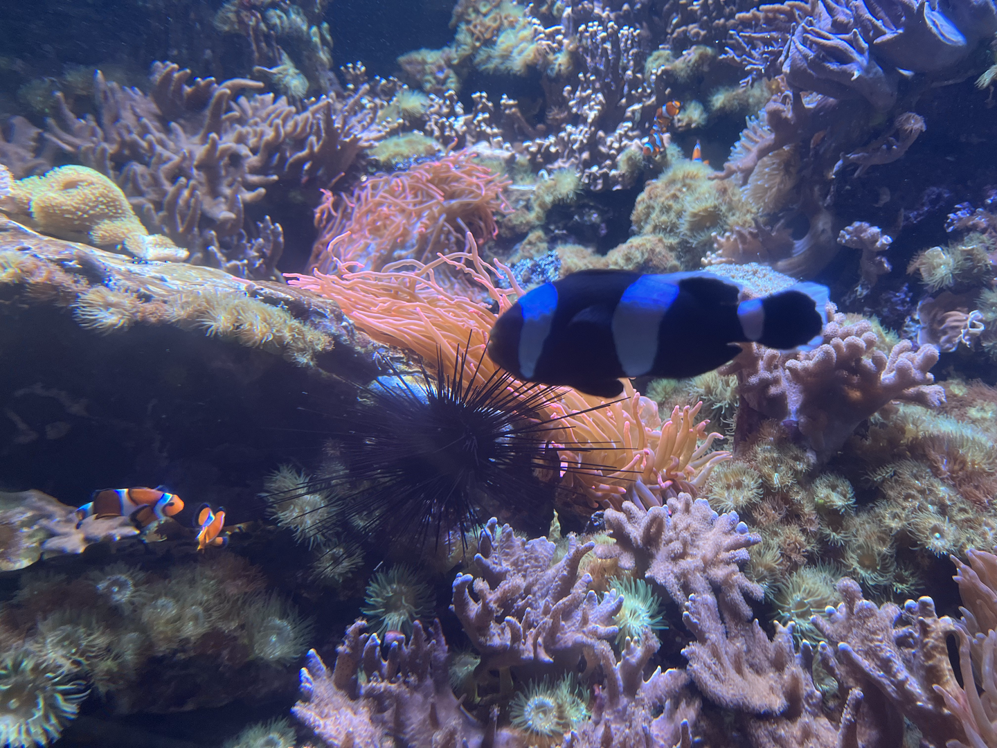 Clownfish ID