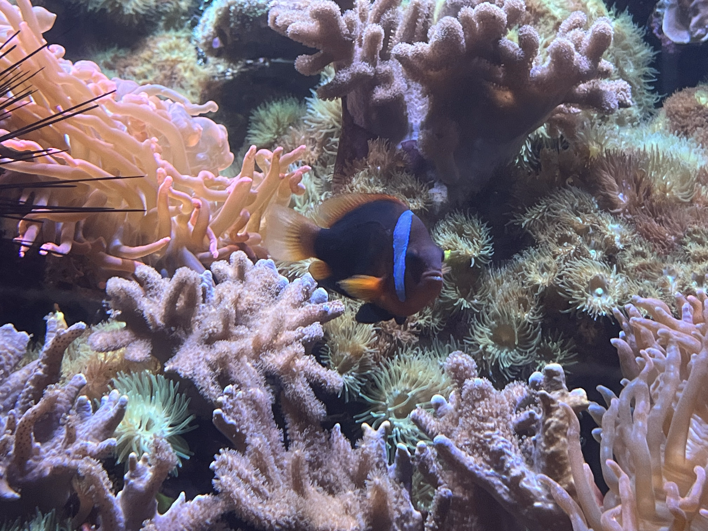 Clownfish ID