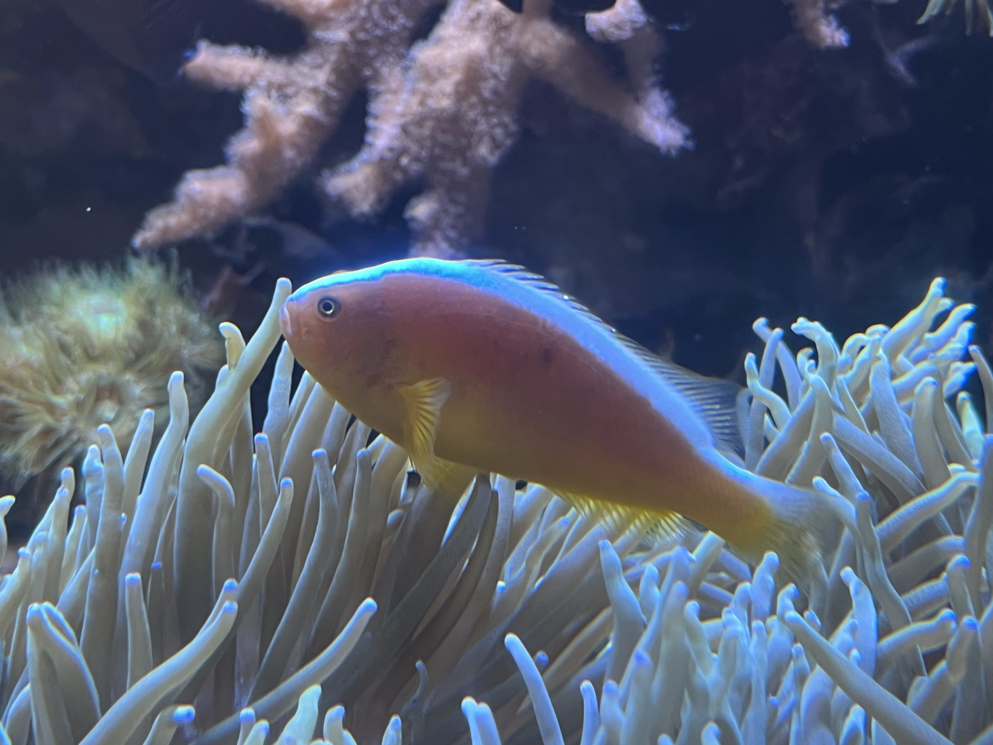 Clownfish ID