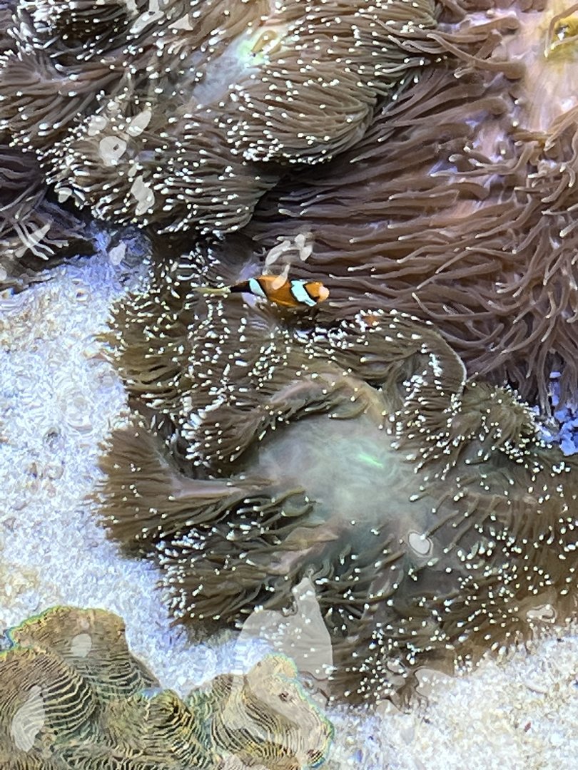 Clownfish ID