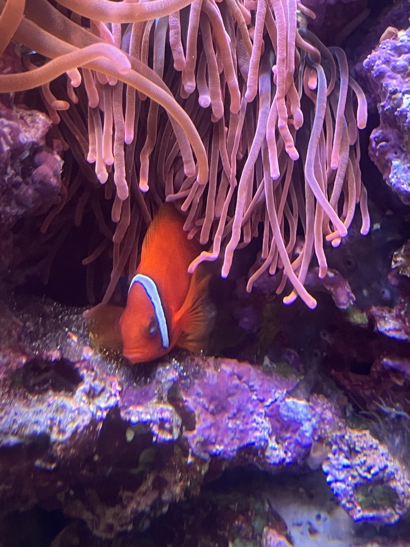 Clownfish ID