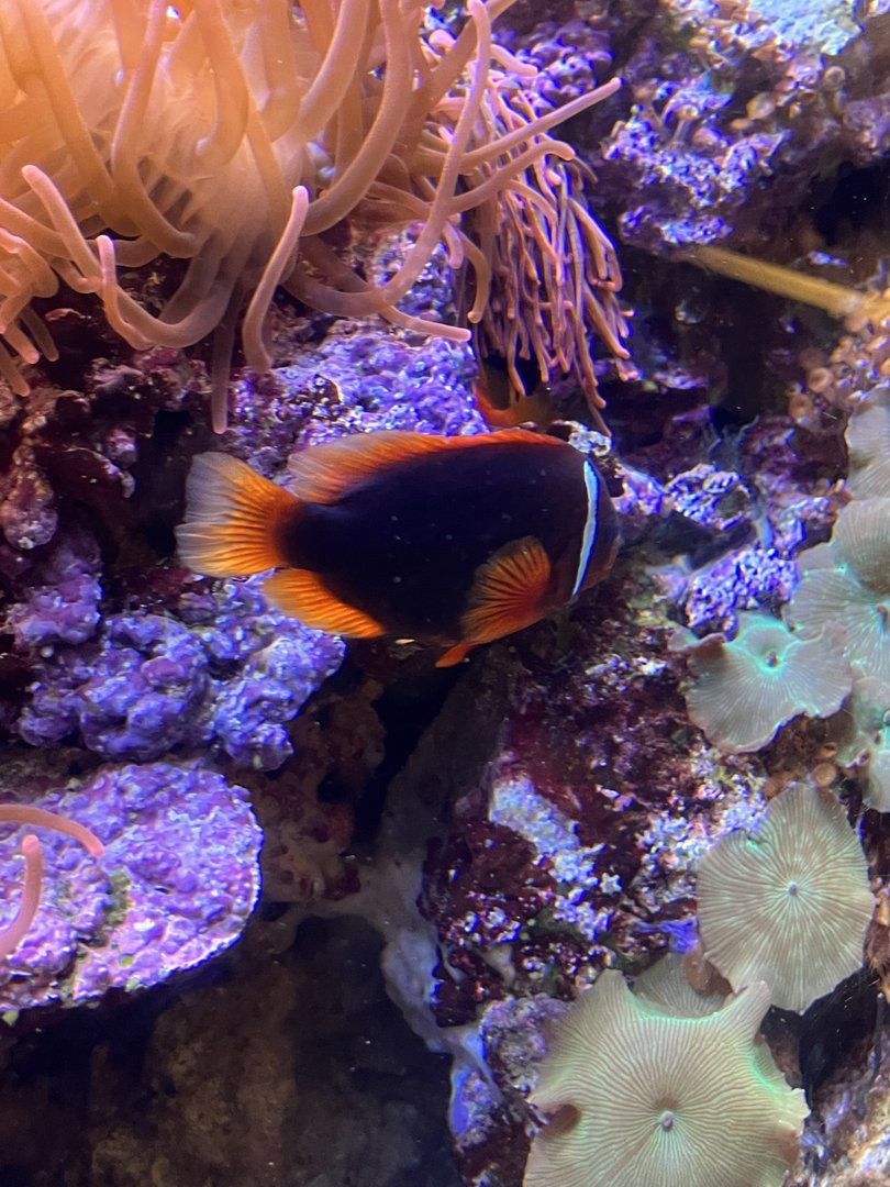 Clownfish ID