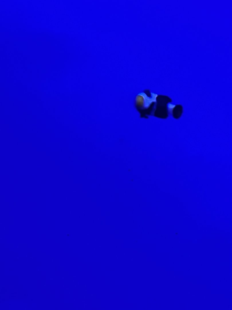 Clownfish ID?