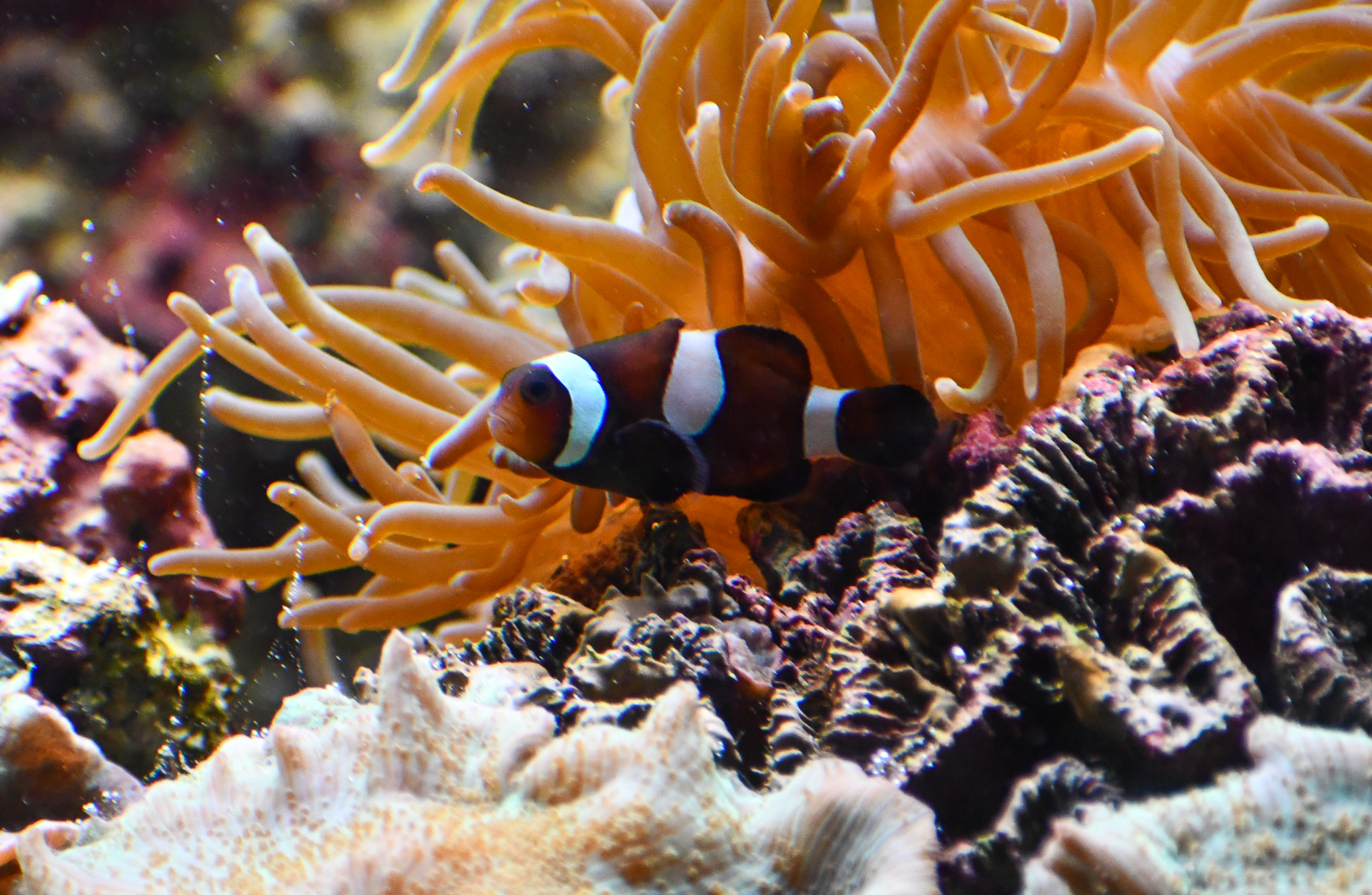 Clownfish ID