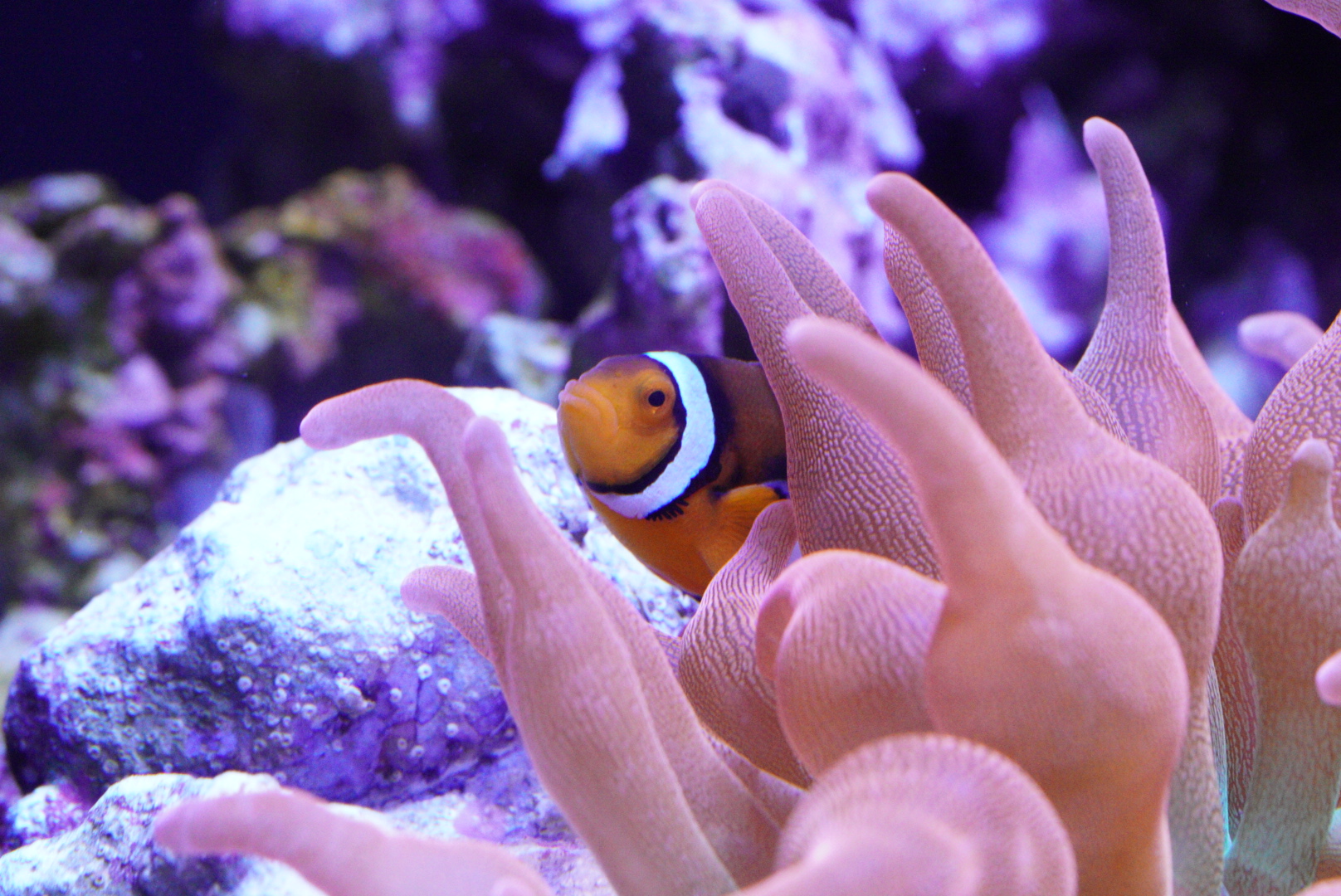Clownfish in Rainbow Bubble Tip Anemone