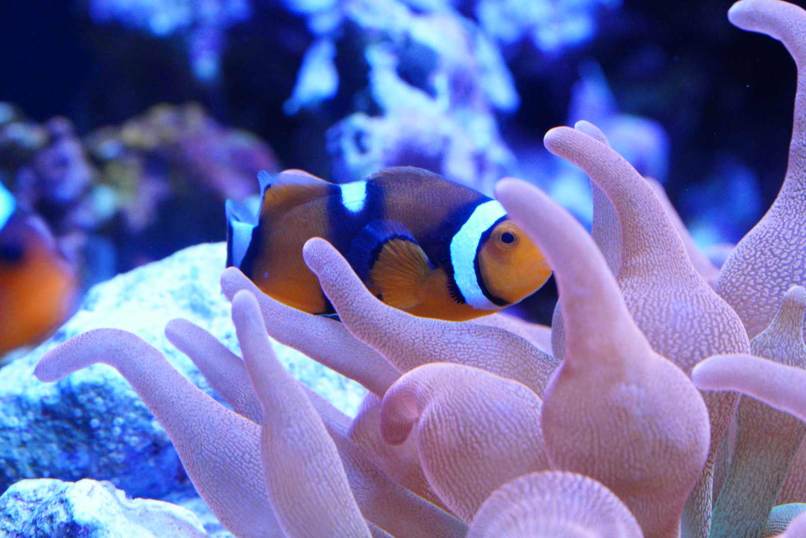 Clownfish in Rainbow Bubble Tip Anemone