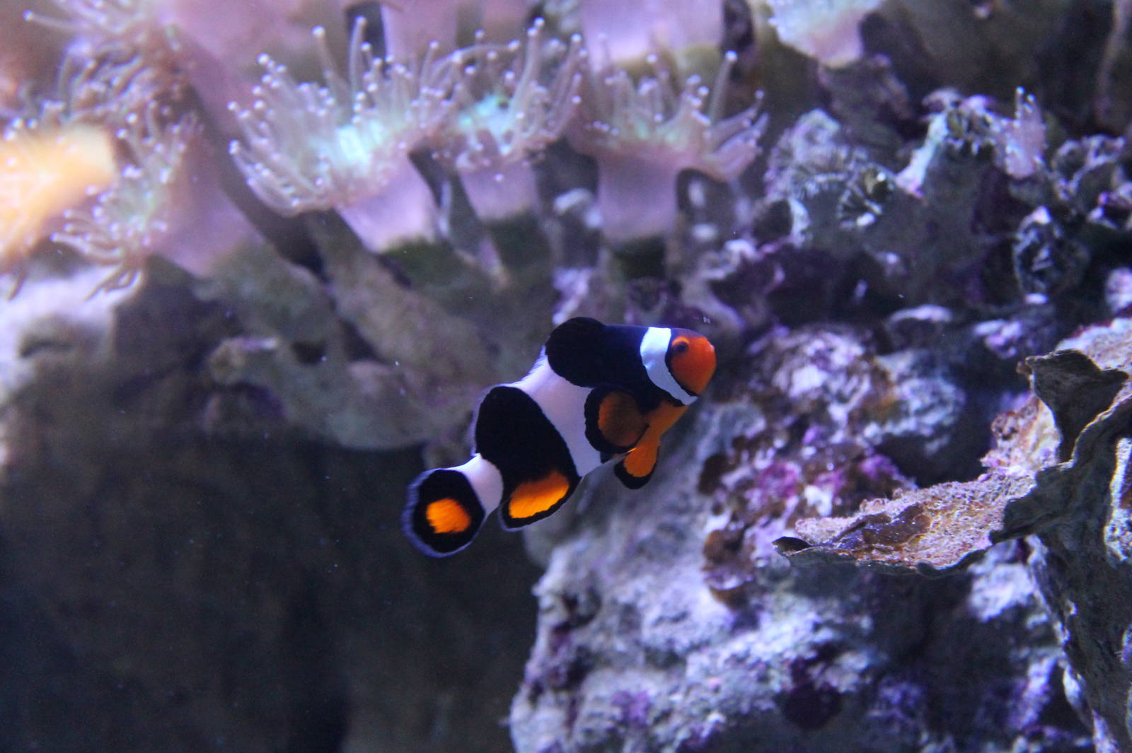 Clownfish - June 2013