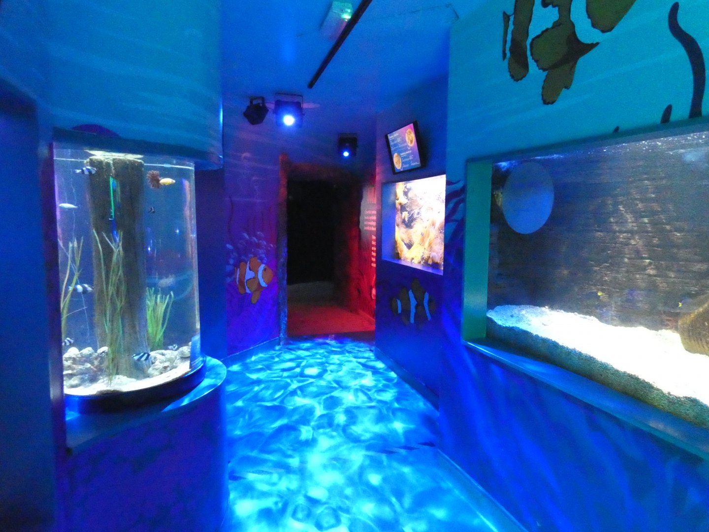 Clownfish kingdom exhibit