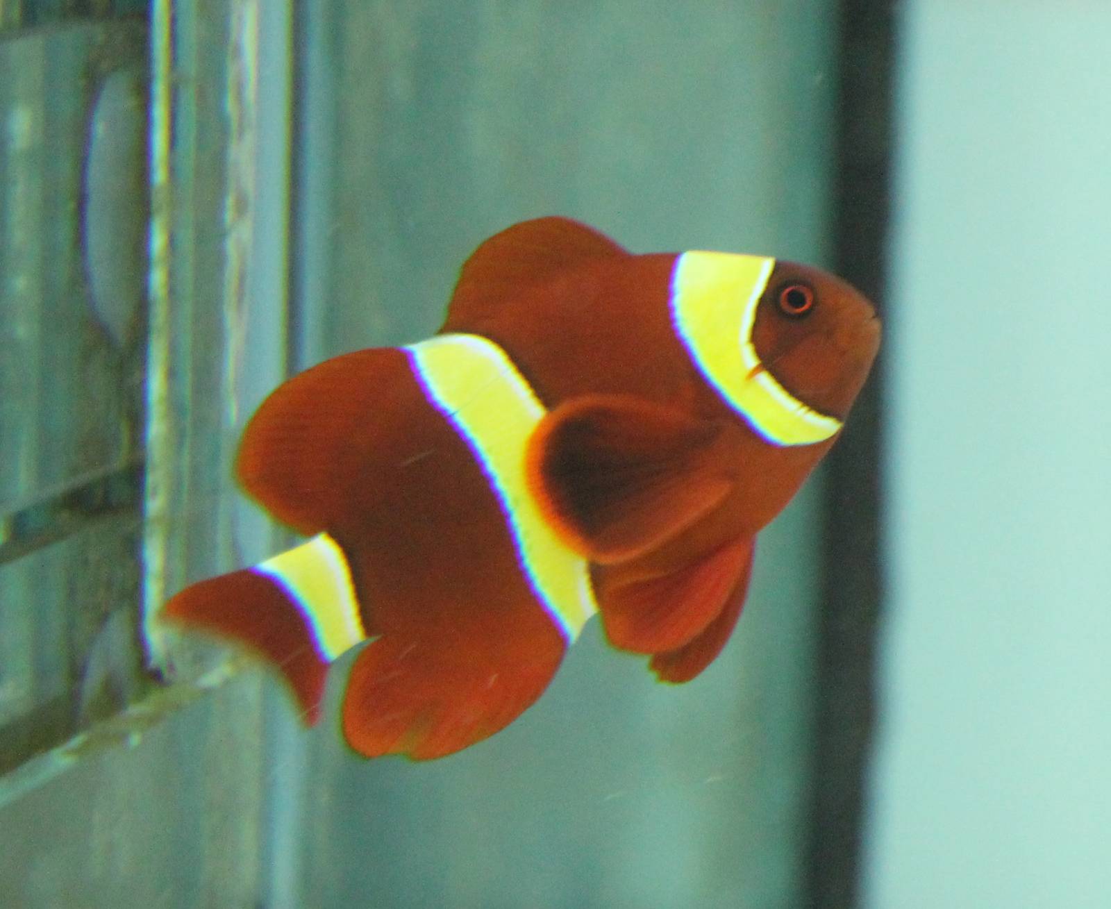 Clownfish mutation