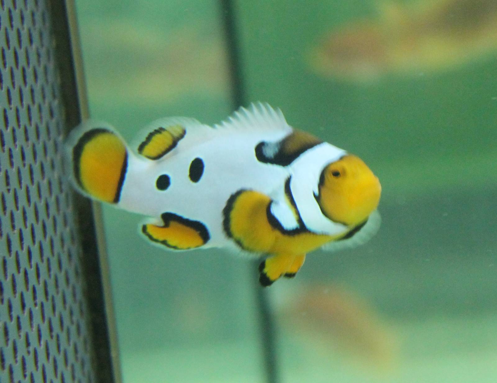 Clownfish mutation